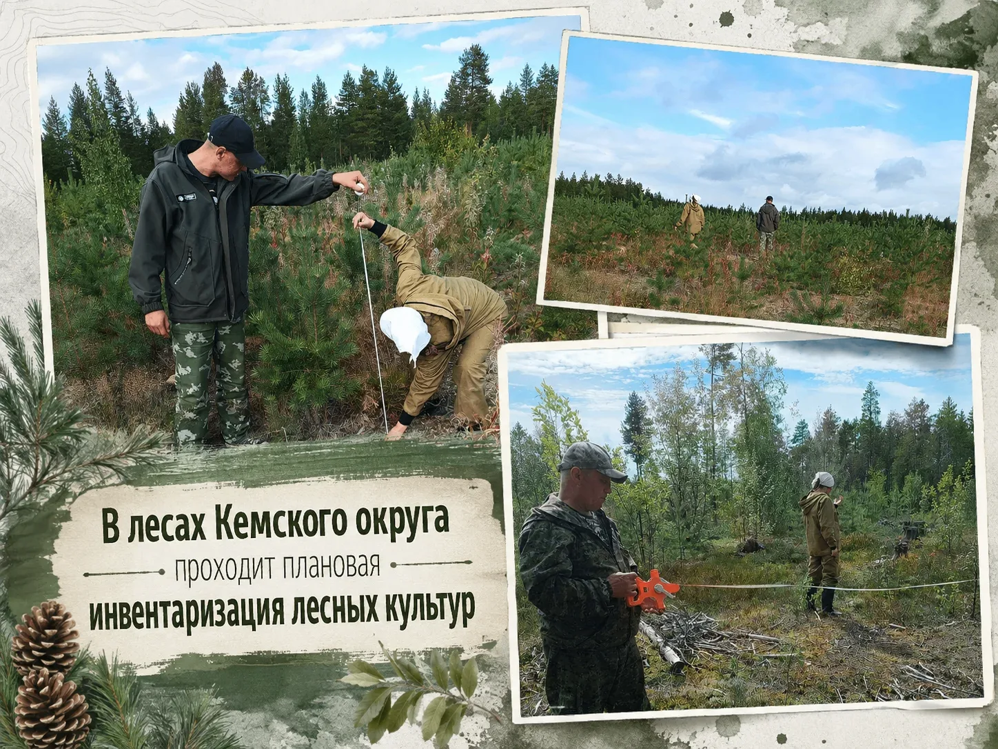 🌲📊 В лесах Кемского округа проходит плановая инвентаризация лесных культур