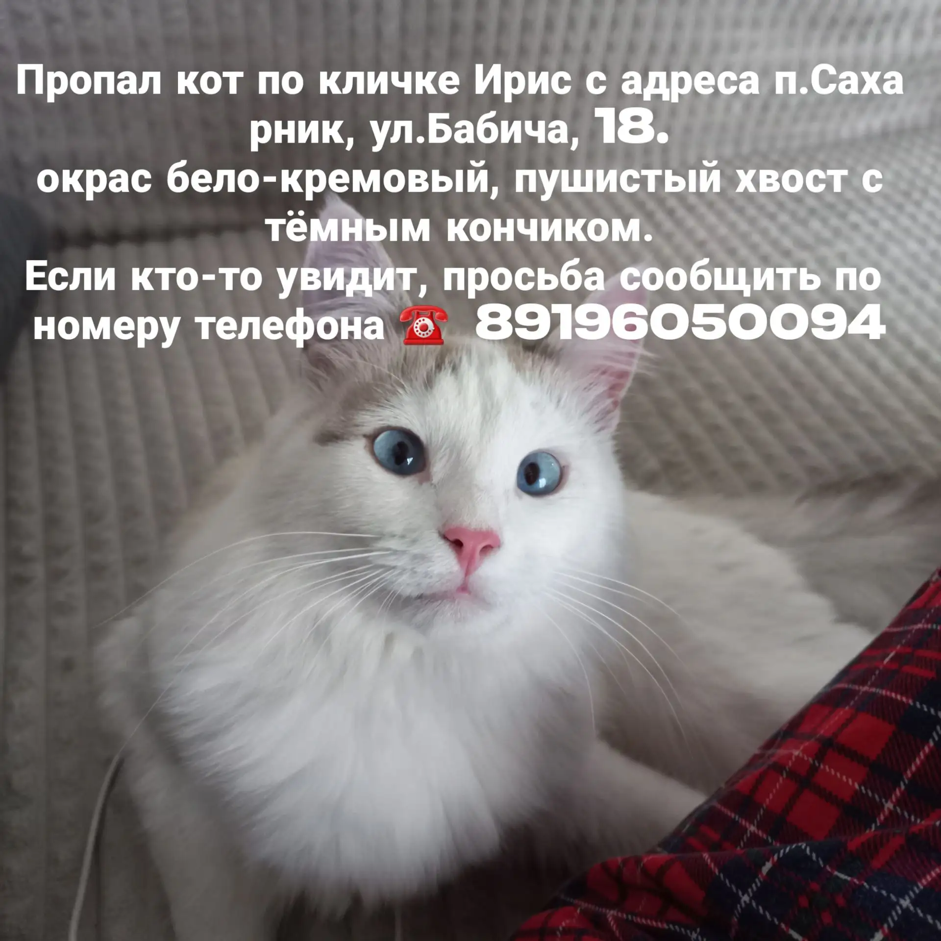 ⚠️ ПРОПАЛ КОТ! ⚠️
