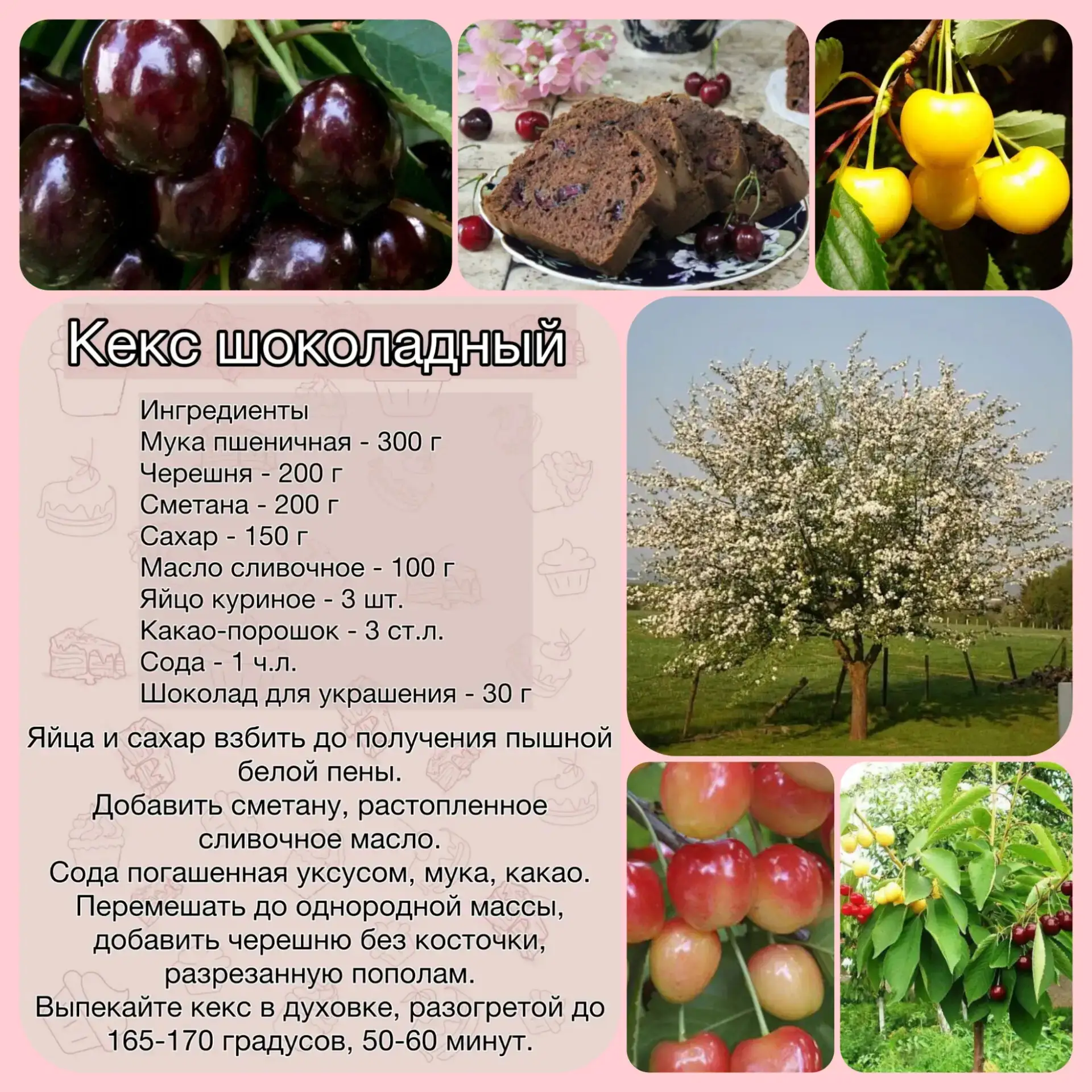 ❤Это вишенки сестра,
Но собой крупна, добра,
Раньше вишенки в цвету,
Слаще вишенки во рту.❤
🌸Черешн