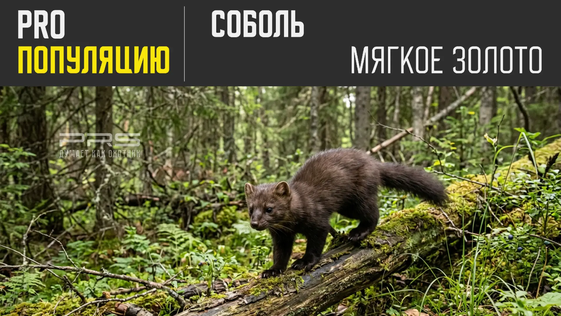 Соболь: «мягкое золото» России