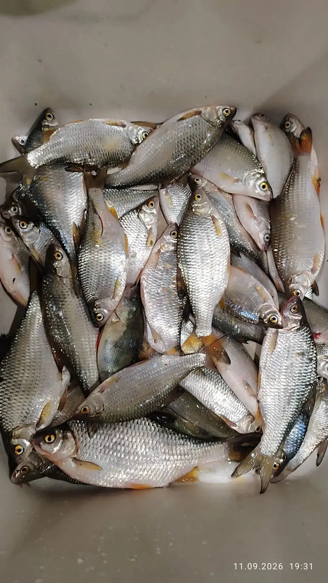 Река Кубань, кукуруза + опарыш 👍🔥