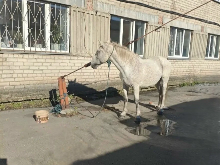 🐎 В Копейске полицейские вернули хозяину похищенного коня!