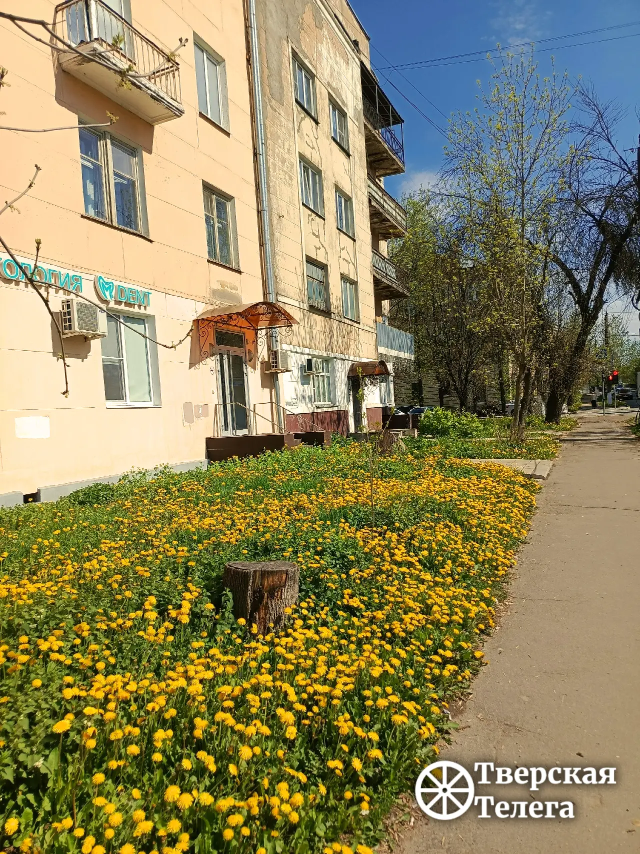 Мини-солнышки 🌼🌱  В Твери на улице Бебеля, как и в других частях города, запестрили одуванчиковые по