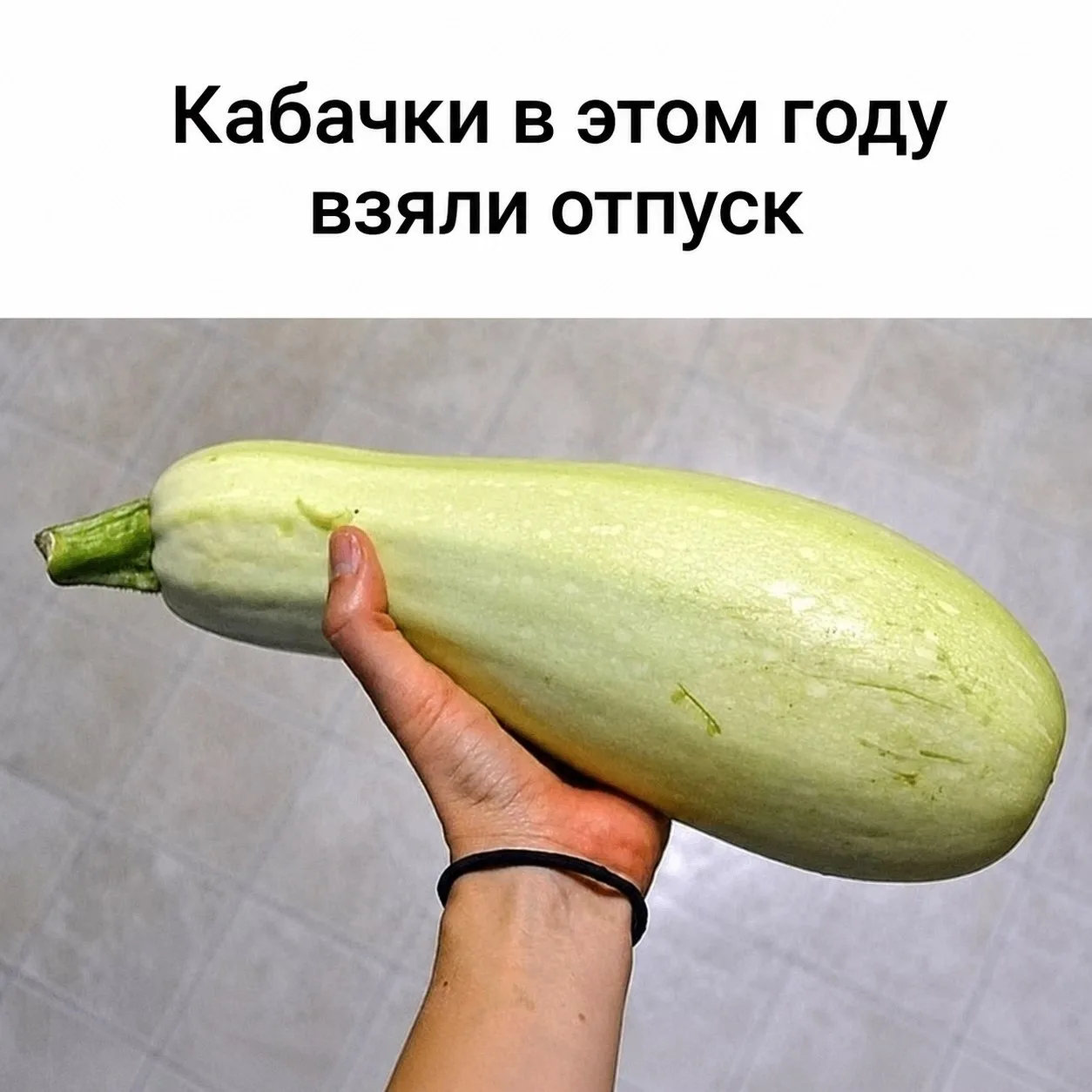 В этом году кабачки будто договорились не расти, а соседи почему-то перестали подбрасывать их под дв