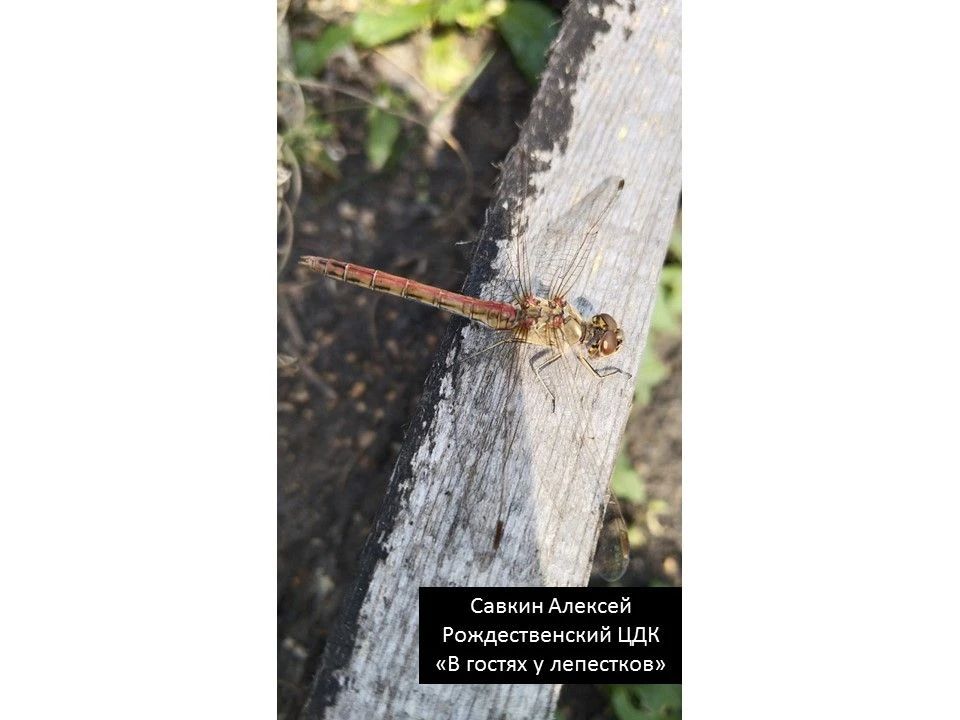 Подведены итоги муниципального заочного фотоконкурса "Ах, лето!"