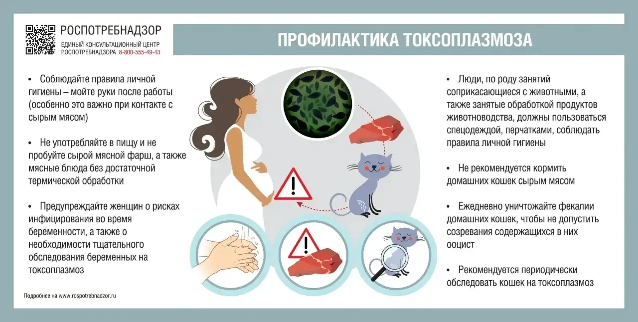 Токсоплазмоз: что нужно знать о «кошачьей» инфекции?

🐈 Токсоплазмоз — это паразитарное заболевание