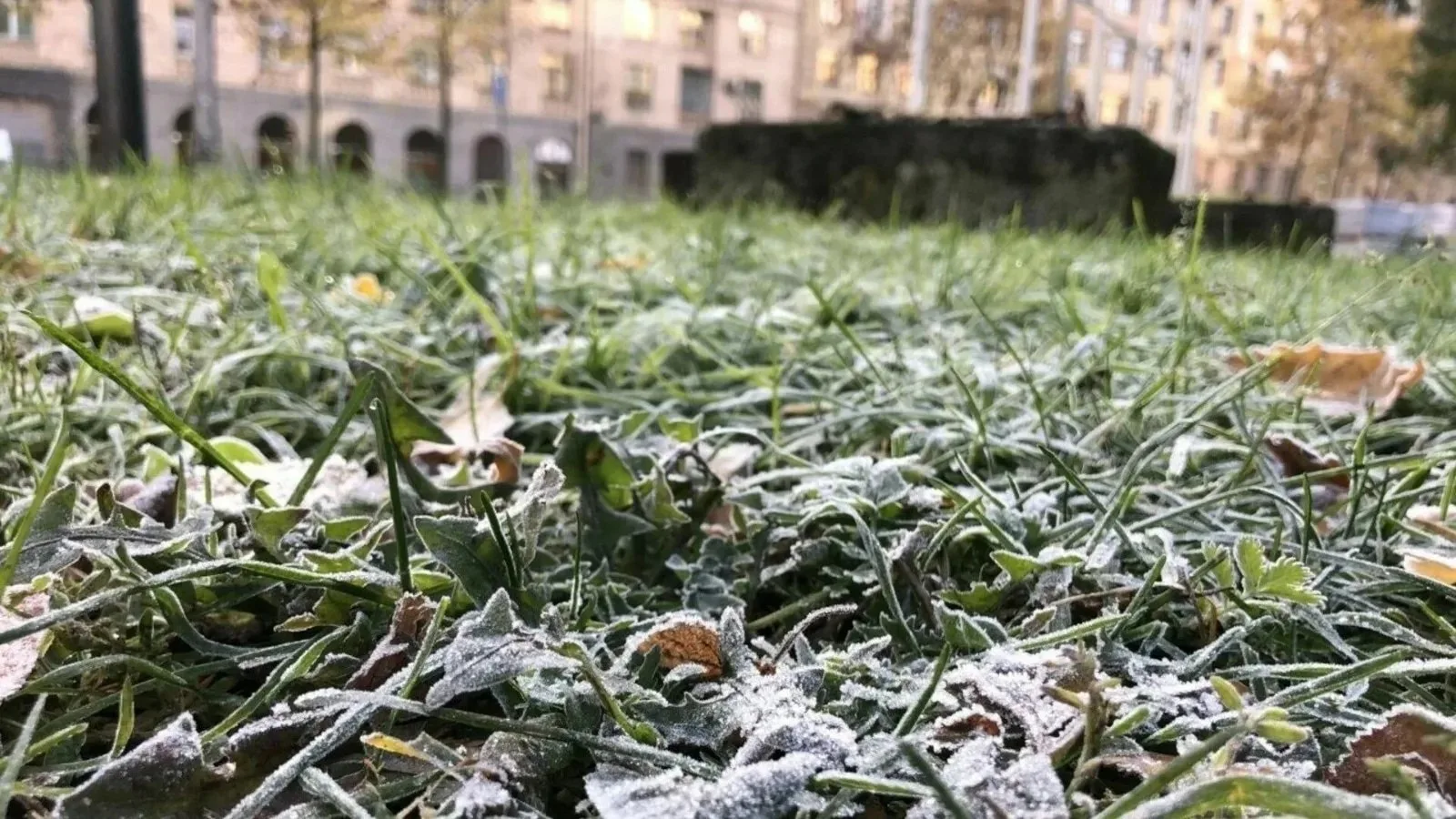 Ночь на пятницу стала самой холодной в Московском регионе с начала осени, температура о...