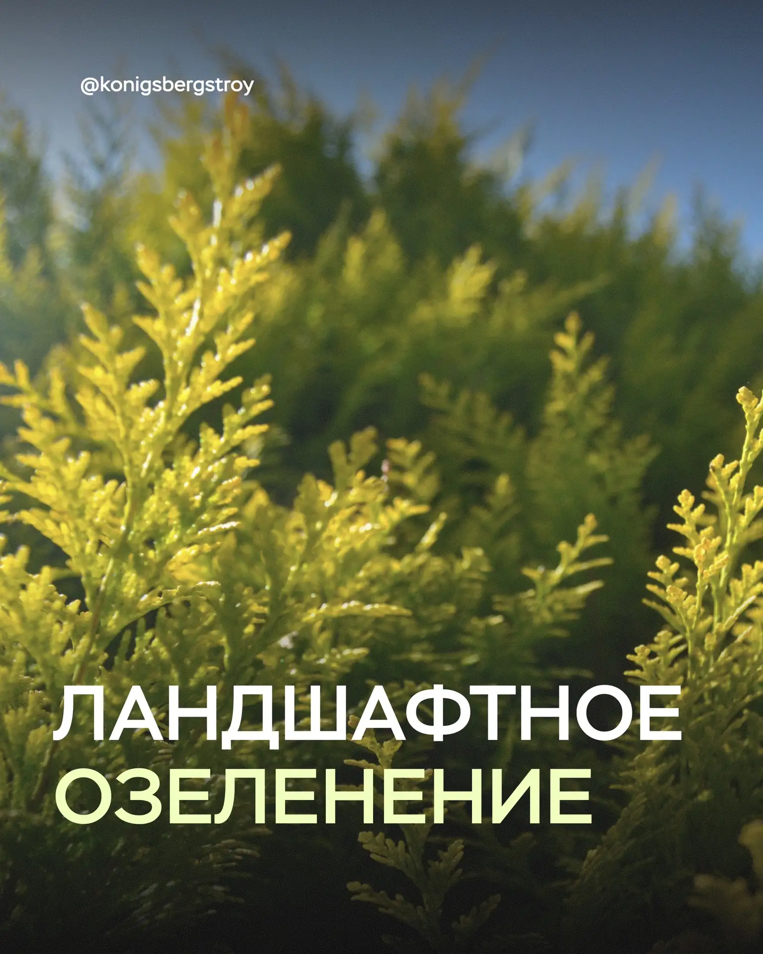 🌳Ландшафтное озеленение в ЖК Зелёный квартал 🍃