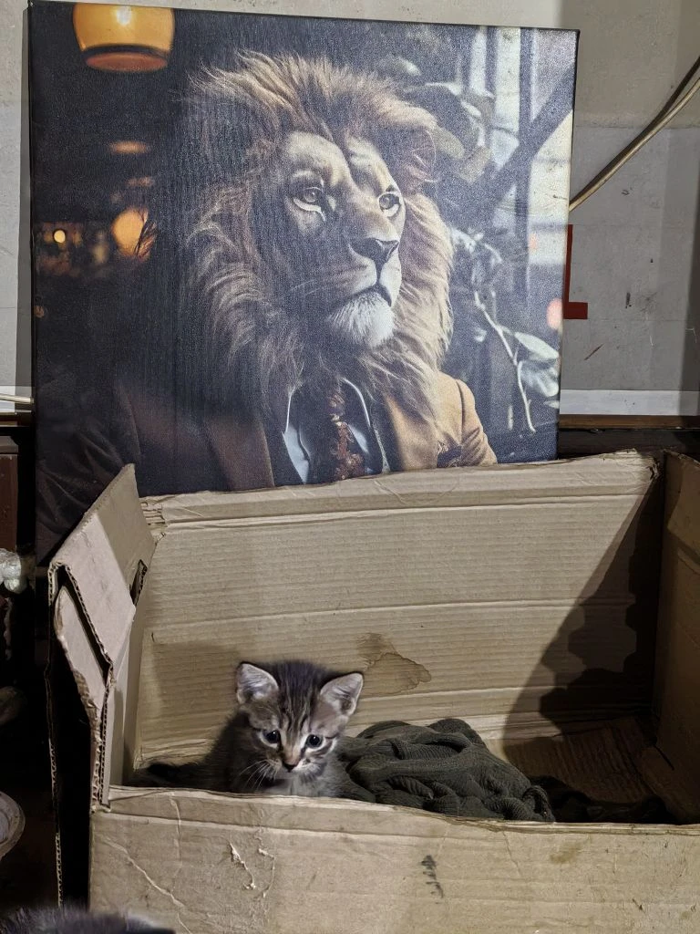 Лев! Настоящий лев.