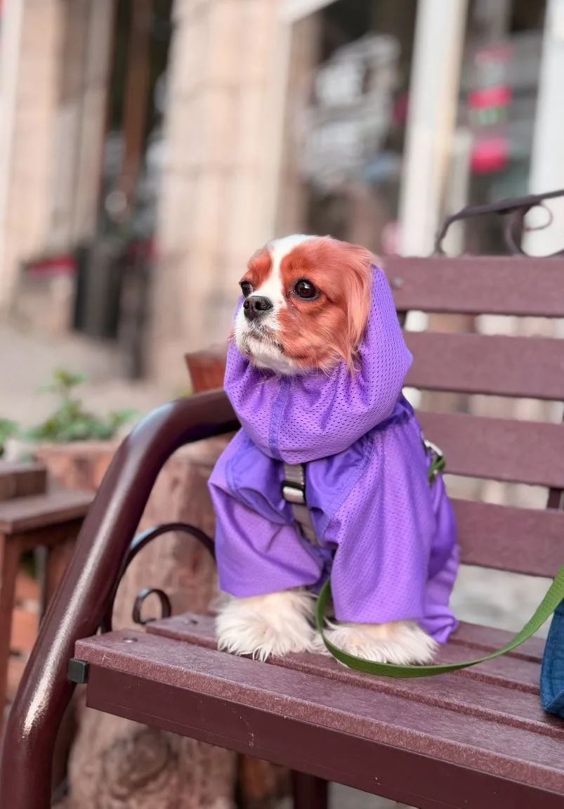Красотка Бетти 🐶 гуляет в новом пыльнике из сетки  💜💜💜 в Крыму.