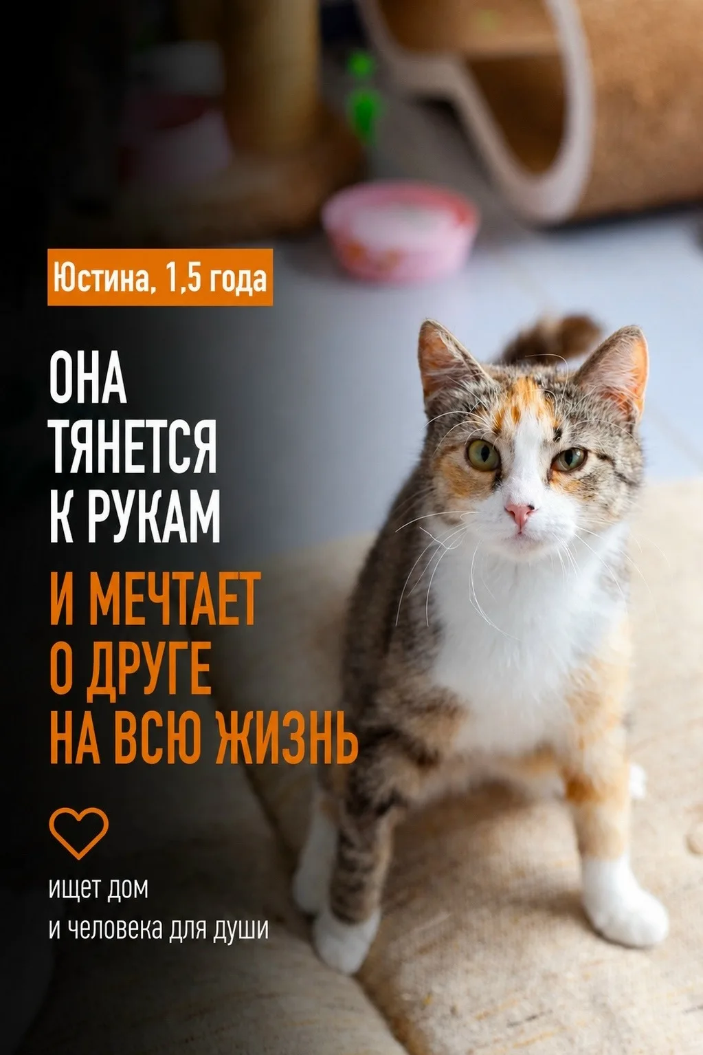 Знакомство с новичком: Юстина.

Мечтаете о компании, с которой жизнь станет ярче? Тогда малышка бежи