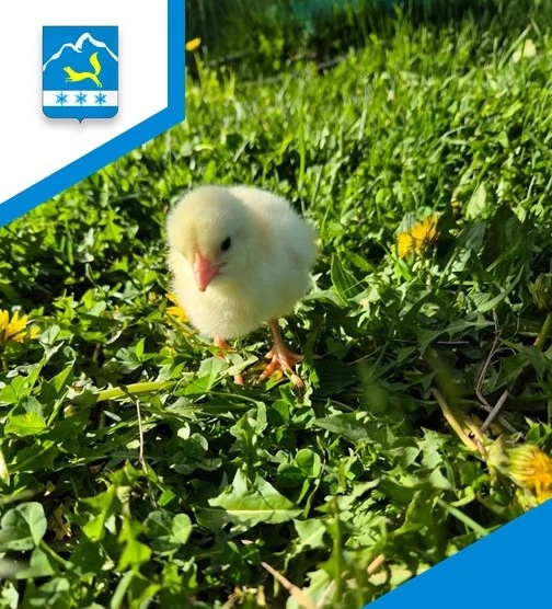 🐥 Жителям Зейского округа доставили цыплят

📍Каждый год нашим жителям привозят цыплят бройлеров и 