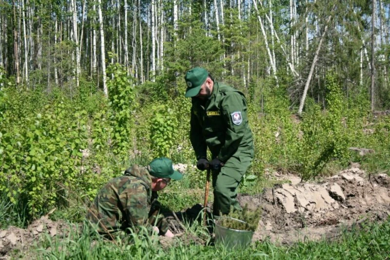 300 тыс. руб. будут выплачивать молодым специалистам в лесничествах Удмуртии в первый г...
