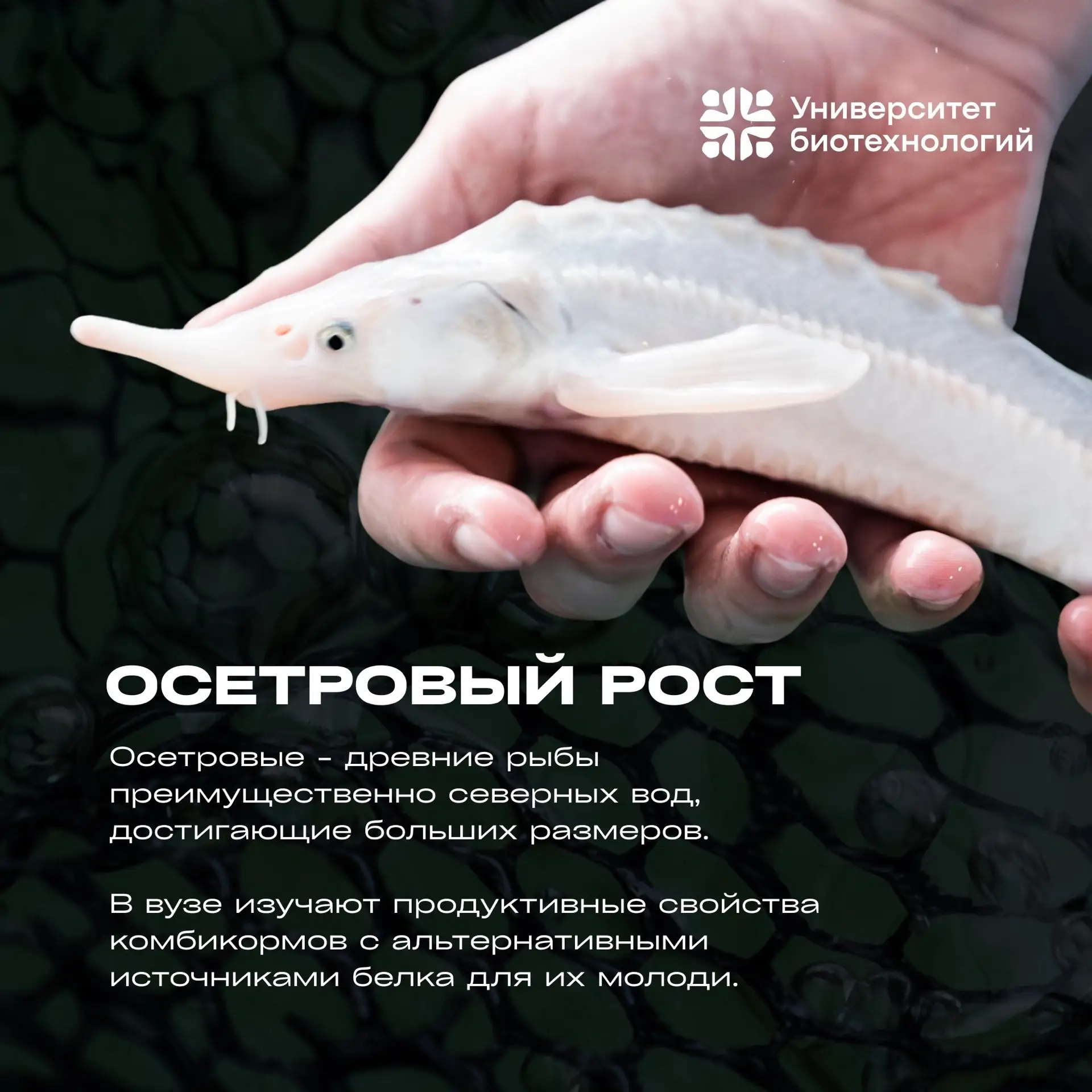 🐾 Лапки, хвосты и перья  В этом лонгриде мы рассказываем о грациозном мире рыб Центра аквакультуры У