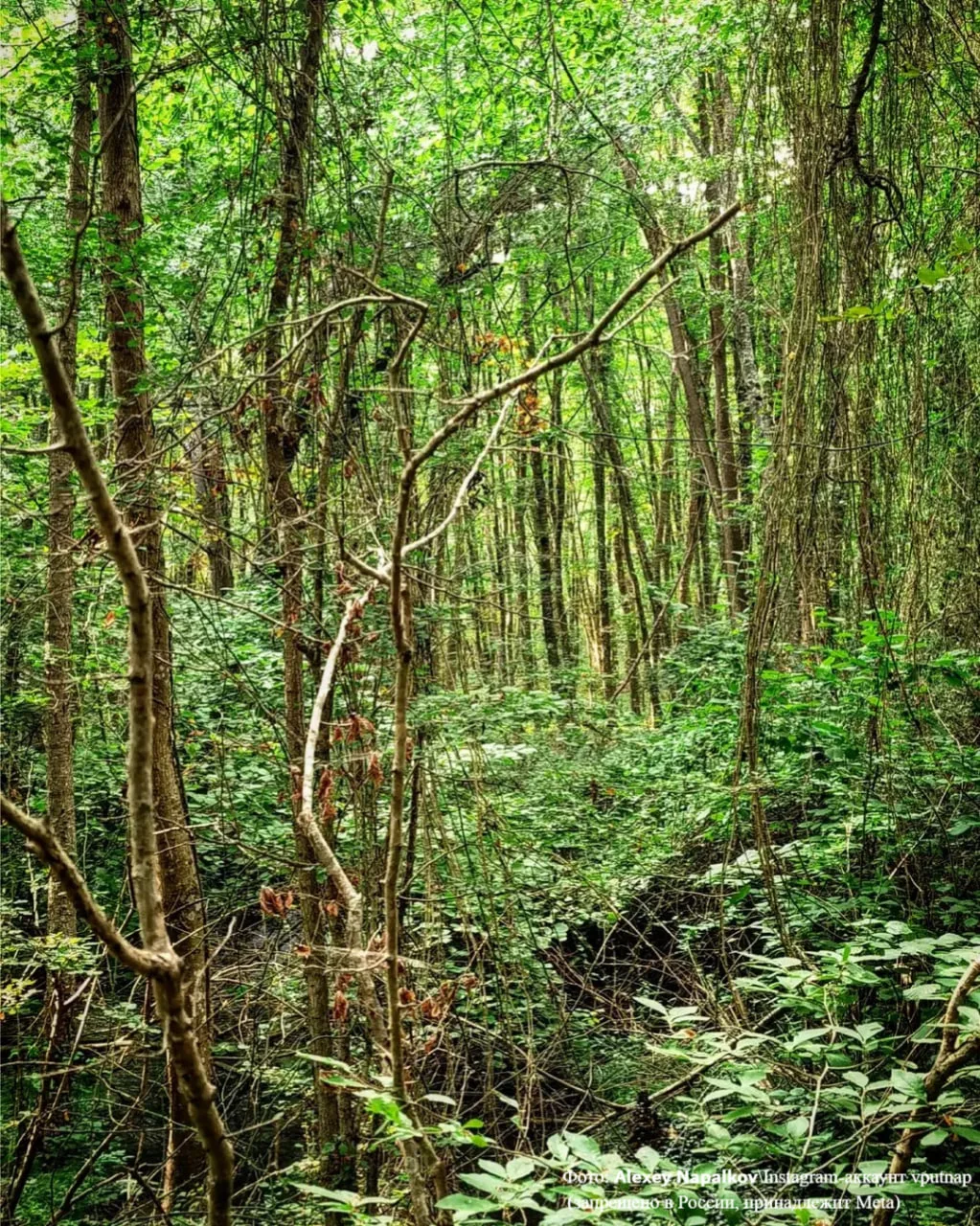 Где в России искать лианы? 🌿  В Самурском лесу. Ведь лианы растут не только в далеких джунглях — в Д