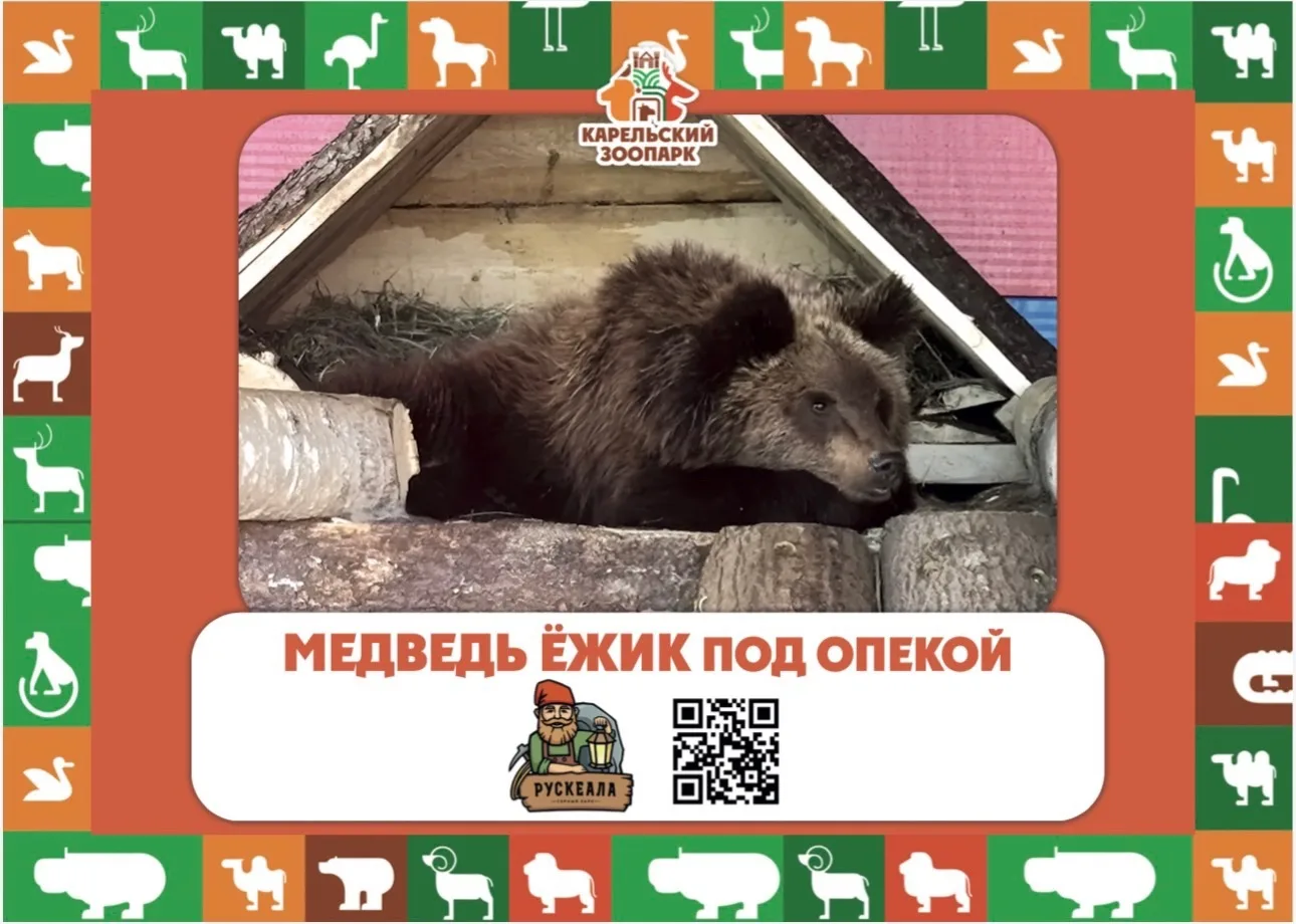 🐻 у Горного Парка Рускеала появился подопечный медвежонок по имени Ёжик.