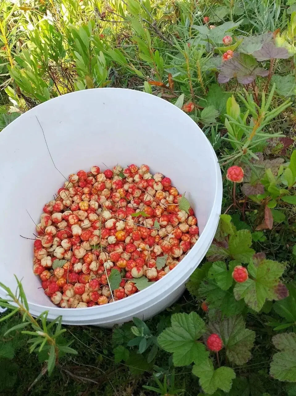 🍊 Чердынь радует не только видами, но и лесными дарами. Сезон морошки в самом разгаре ...