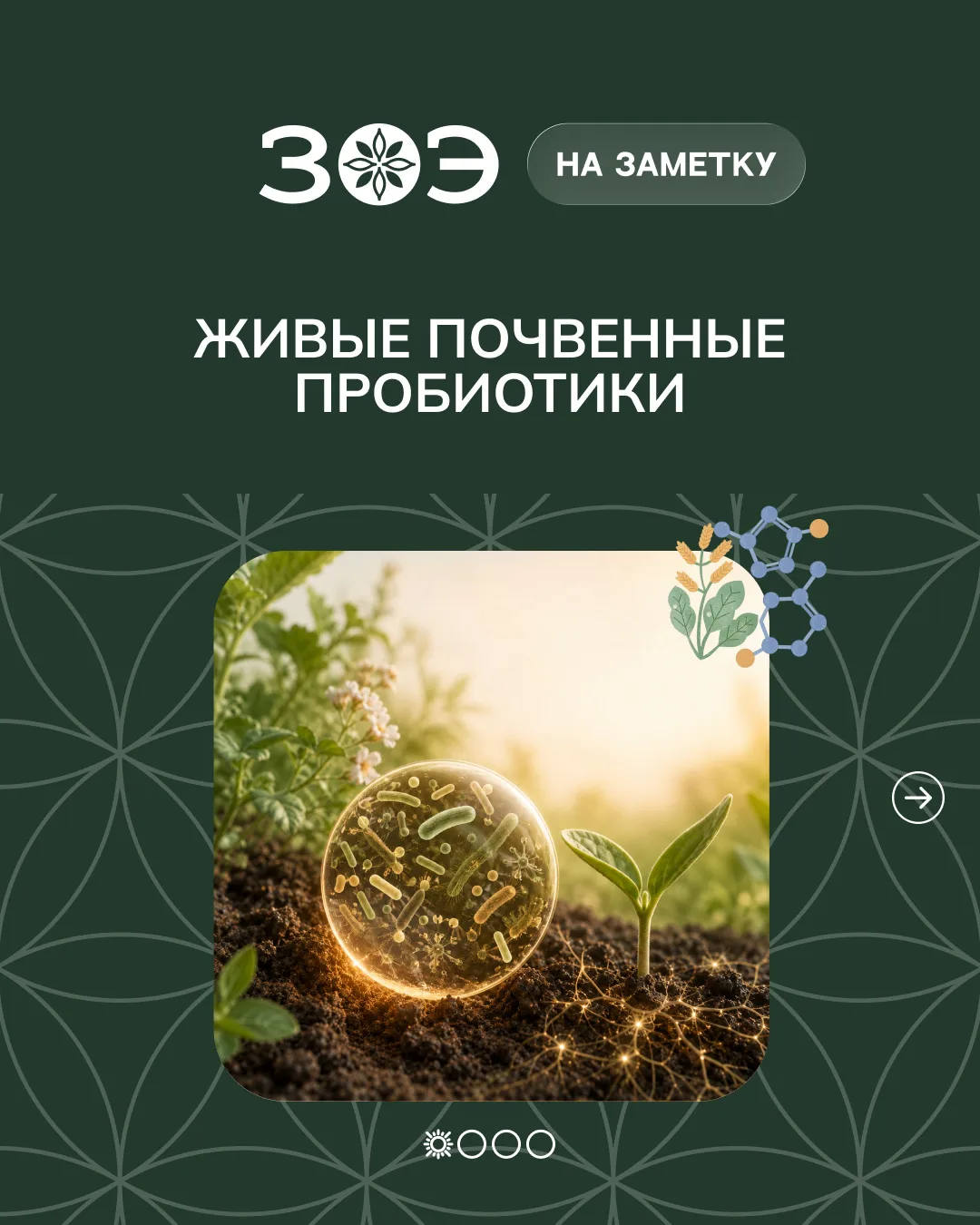 🪴 Что такое почвенные пробиотики и зачем они нужны земле?
