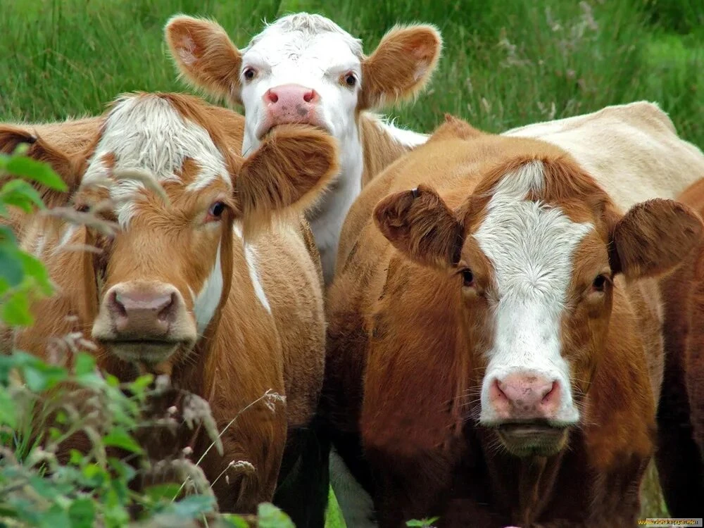 🐄🦬Эмфизематозный карбункул (эмкар) — острое незаразное заболевание, вызываемое бактериями, способн