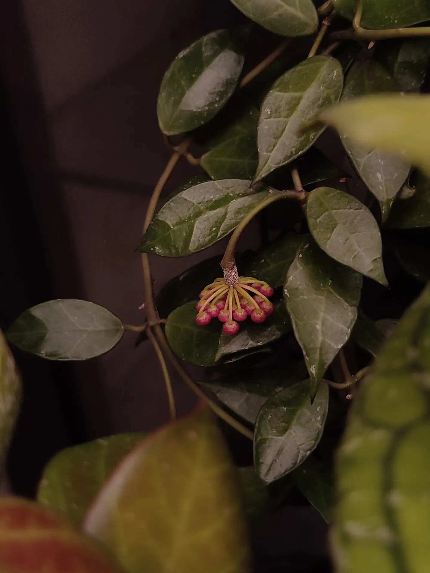 🌱 Знаете, хойи — это те растения, в которые влюбляешься не столько глазами, сколько руками. Хочется