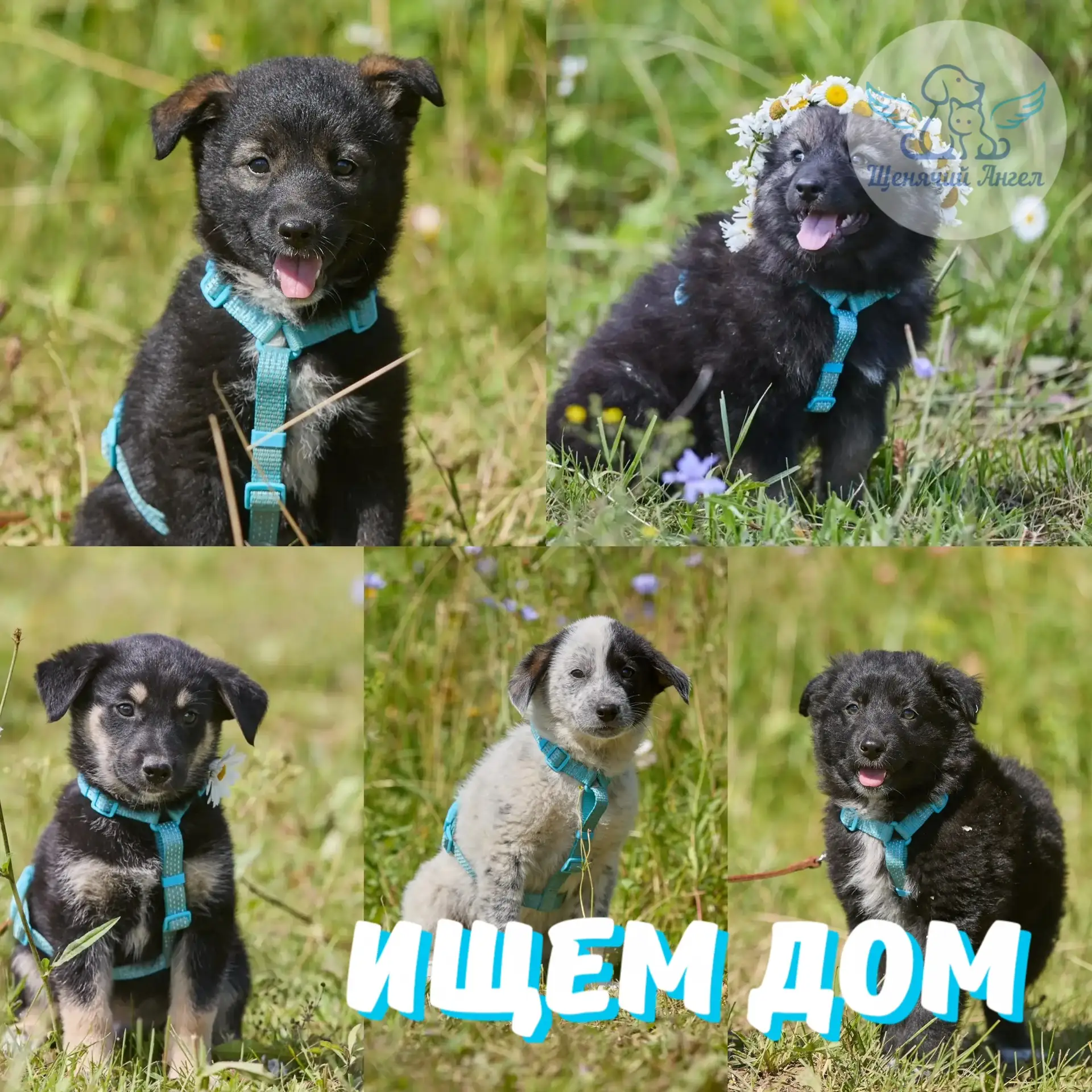 🐶 ЩЕНКИ ЛАДЫ – ИЩЕМ ДОМ!