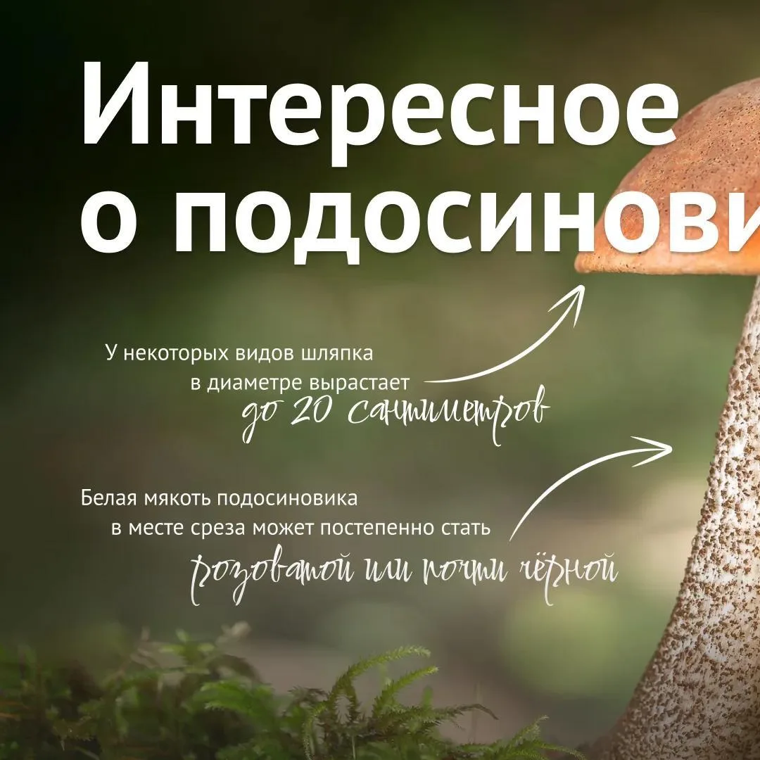 Так ли много мы знаем о подосиновиках?

Например, действительно ли они растут только под осинами?😂 