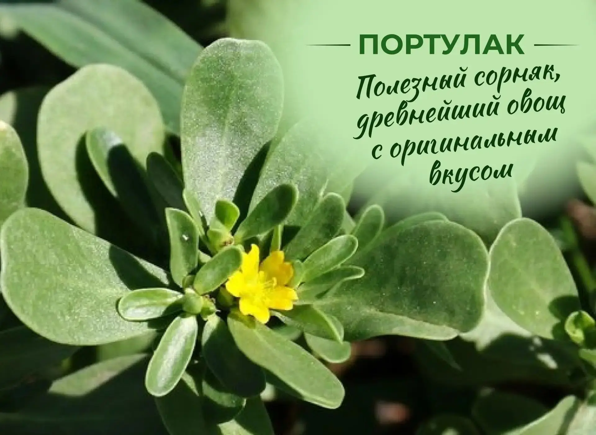 Портулак. Полезный сорняк, древнейший овощ с оригинальным вкусом
Портулак огородный – не только сорн