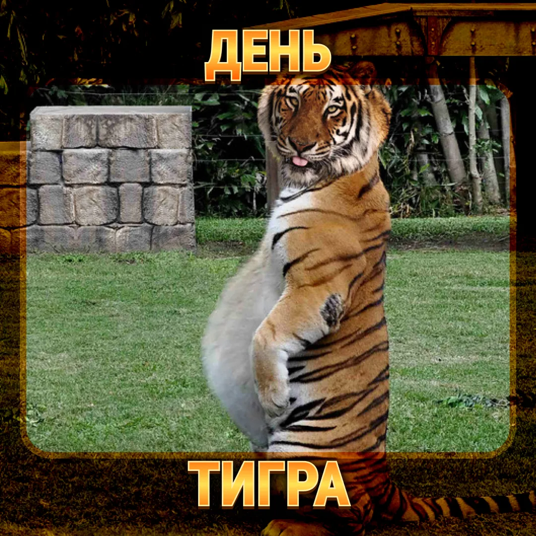 День тигра — это когда можно: