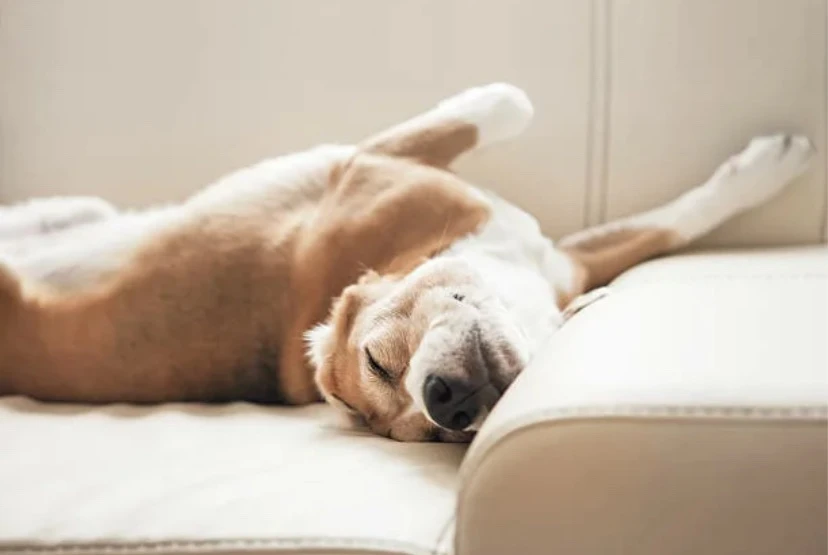 🐶 Всемирный день защиты животных отмечают сегодня.