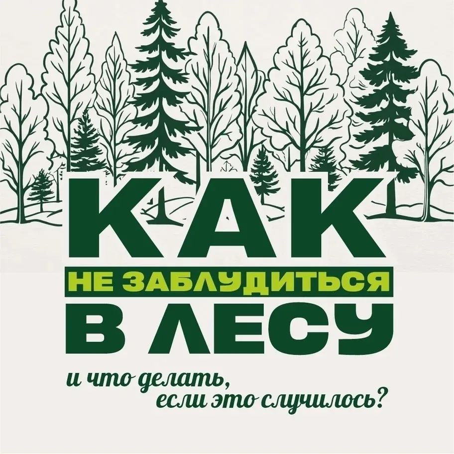 🌳 Тёплые выходные — повод сходить в лес за грибами, но перед этим важно вспомнить прос...