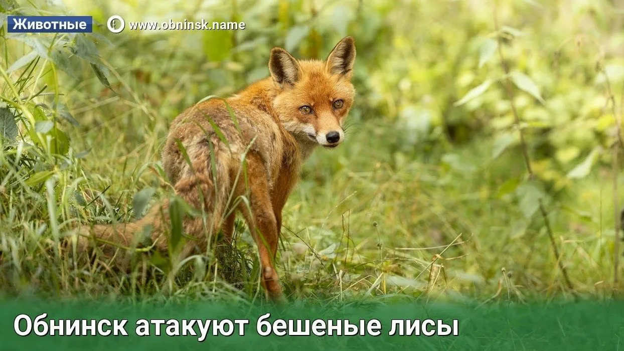 Обнинск атакуют бешеные лисы