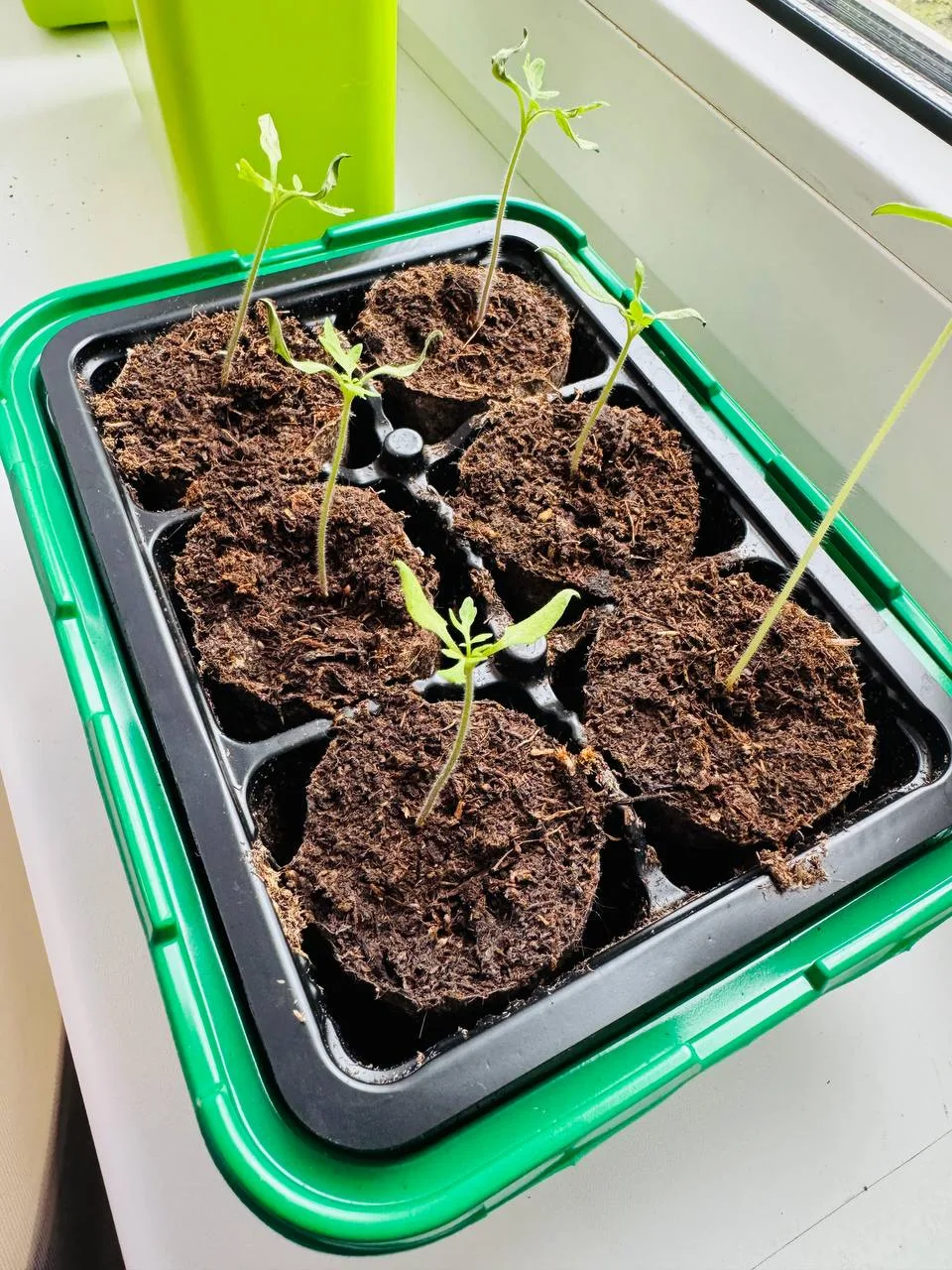 Ну что, спустя неделю в моём мини-парнике уже довольно много всходов. 🌱🌱🌱 В пустые ячейки я всё-таки