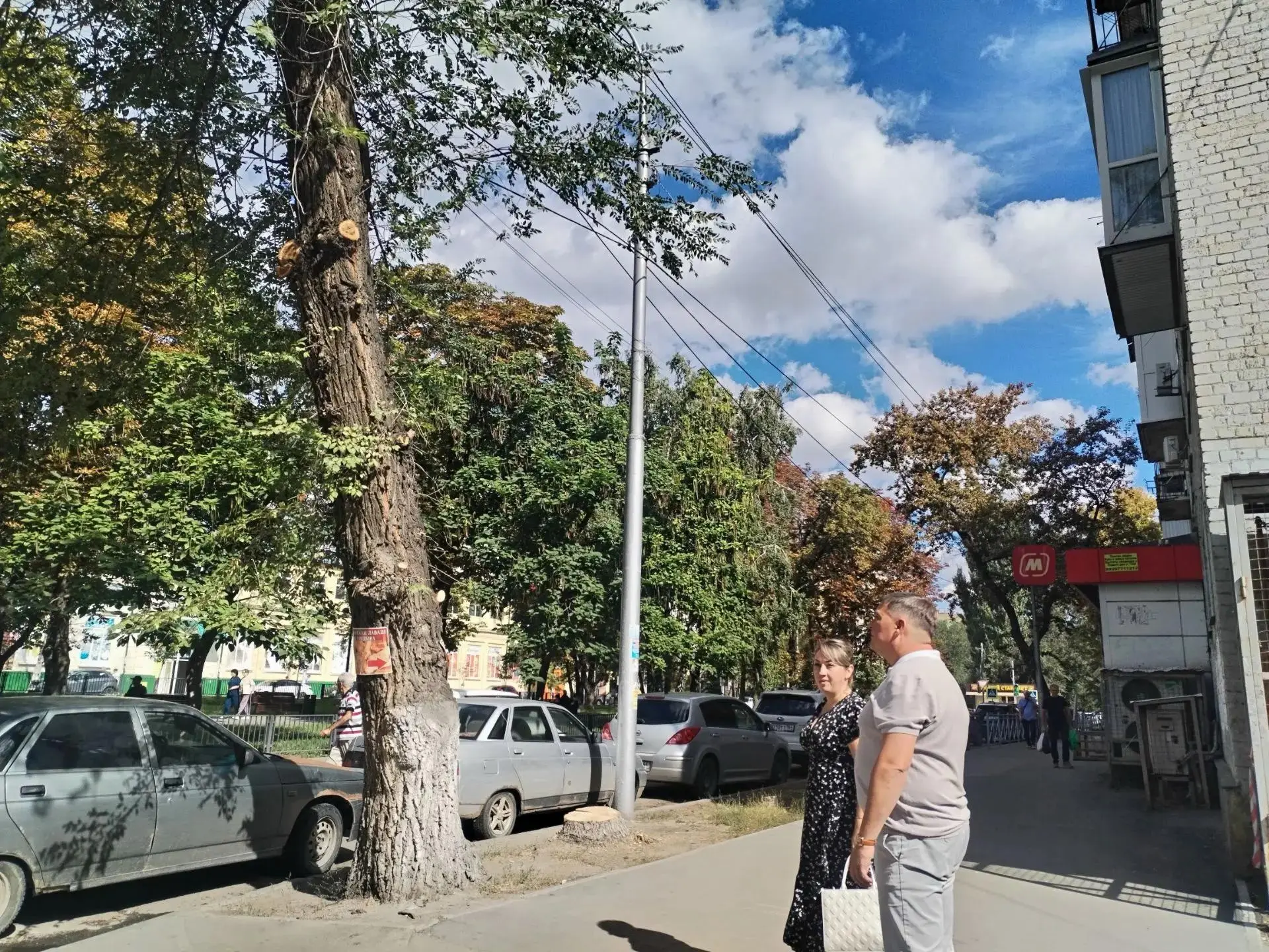 С приближением осени вопрос о раскидистых и засохших деревьях становится все важнее, а ...