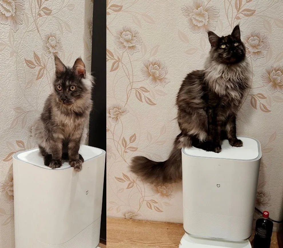 Первый юбилей нашего Арчи: год красоты и благородства 🐾👑