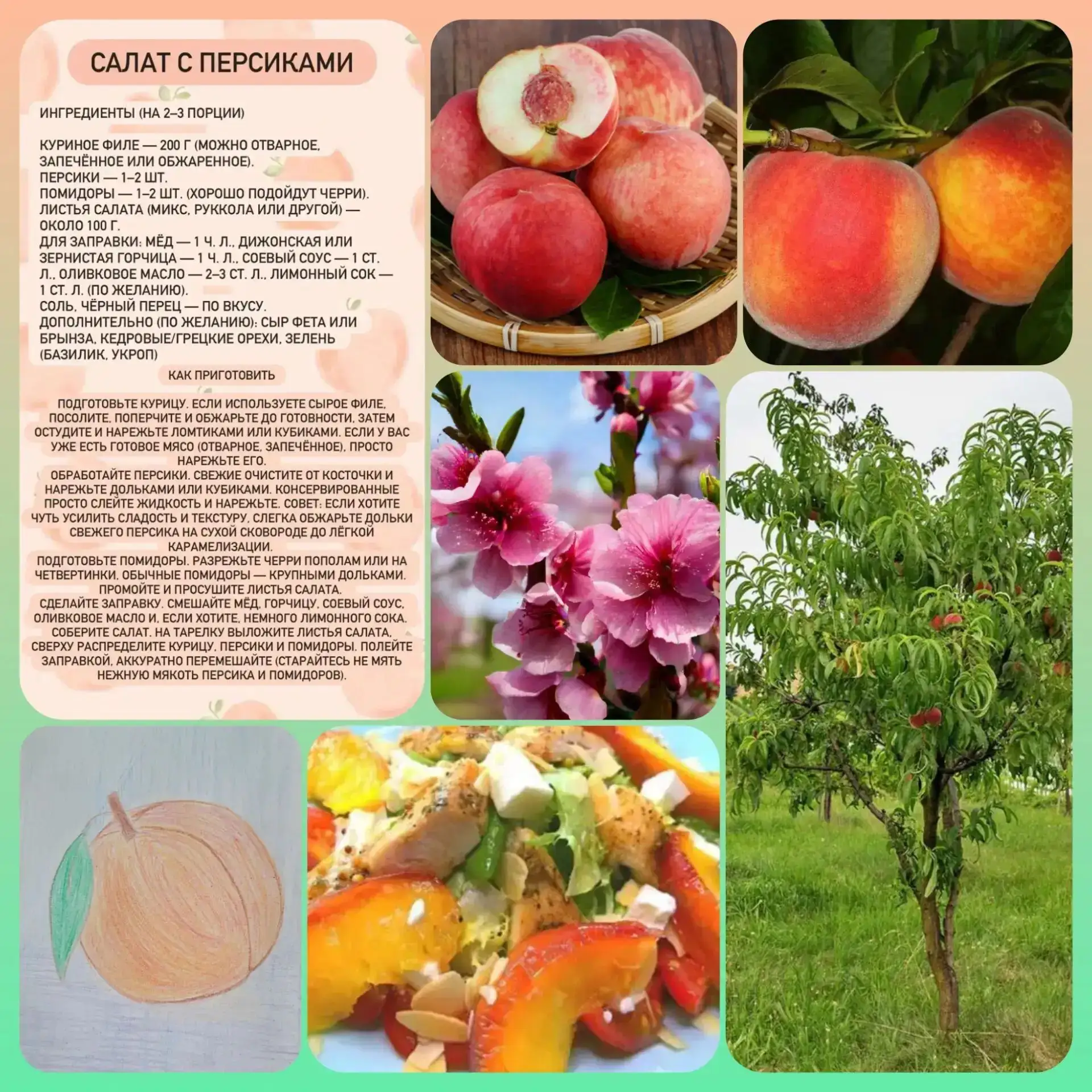 🌸На щечках розовых пушок,
Он принц на летних рынках.
Живит его чудесный сок,
А косточка — в морщинк