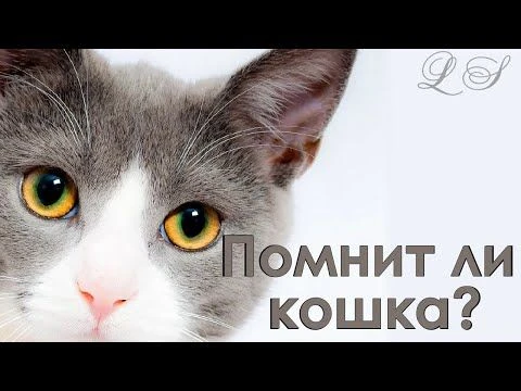Память кошек.