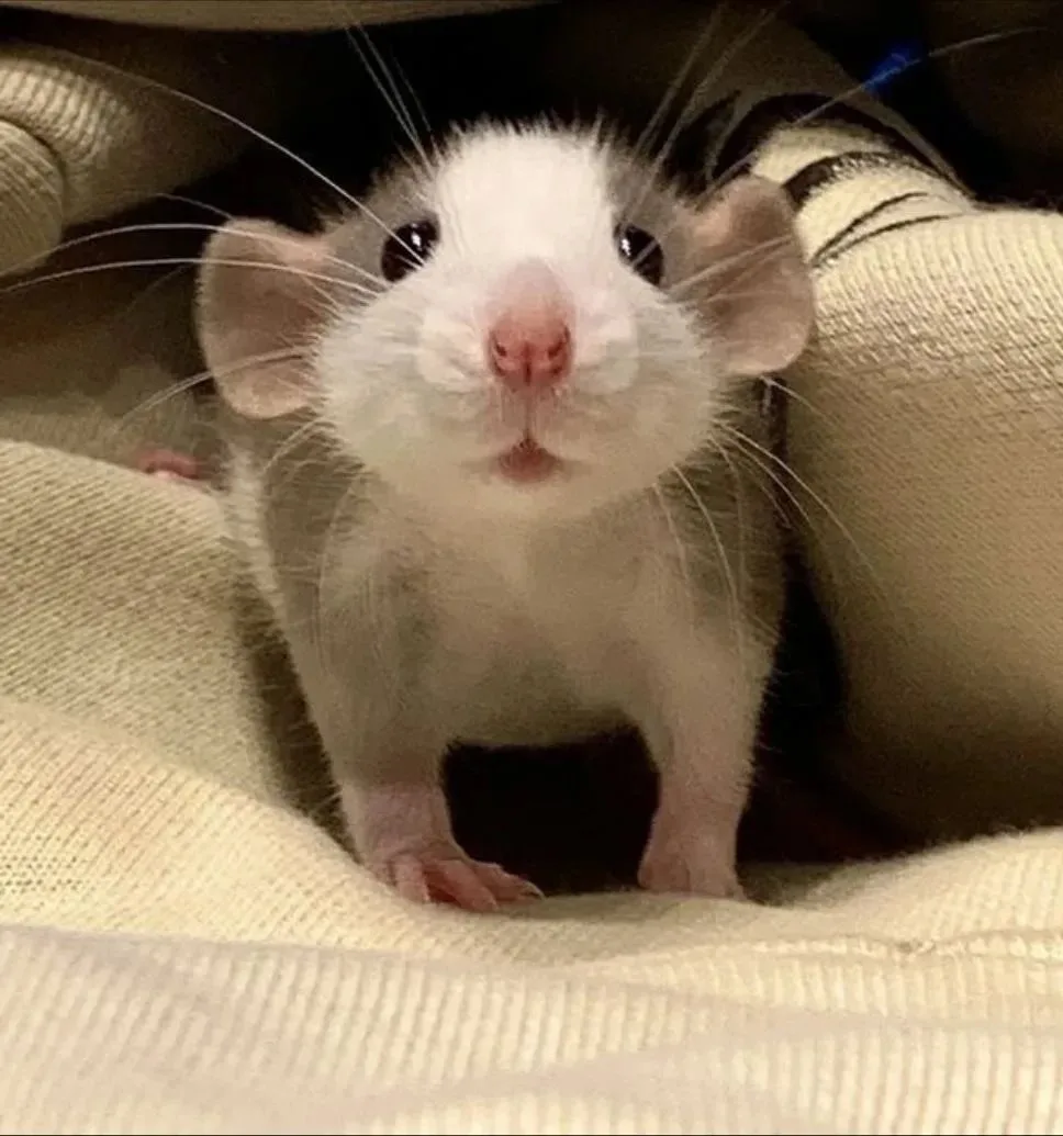 Аватарки с крысками🐀