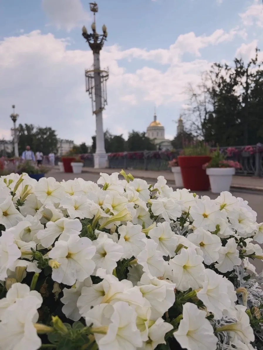 Хорошего дня. 🌸