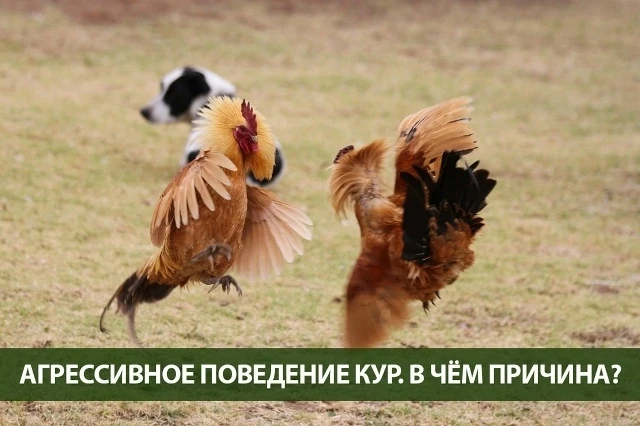 Рыбий жир для кур, его польза и способ применения 👇🏻