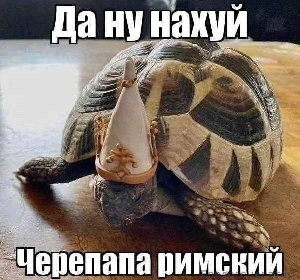 Закинь мем?
