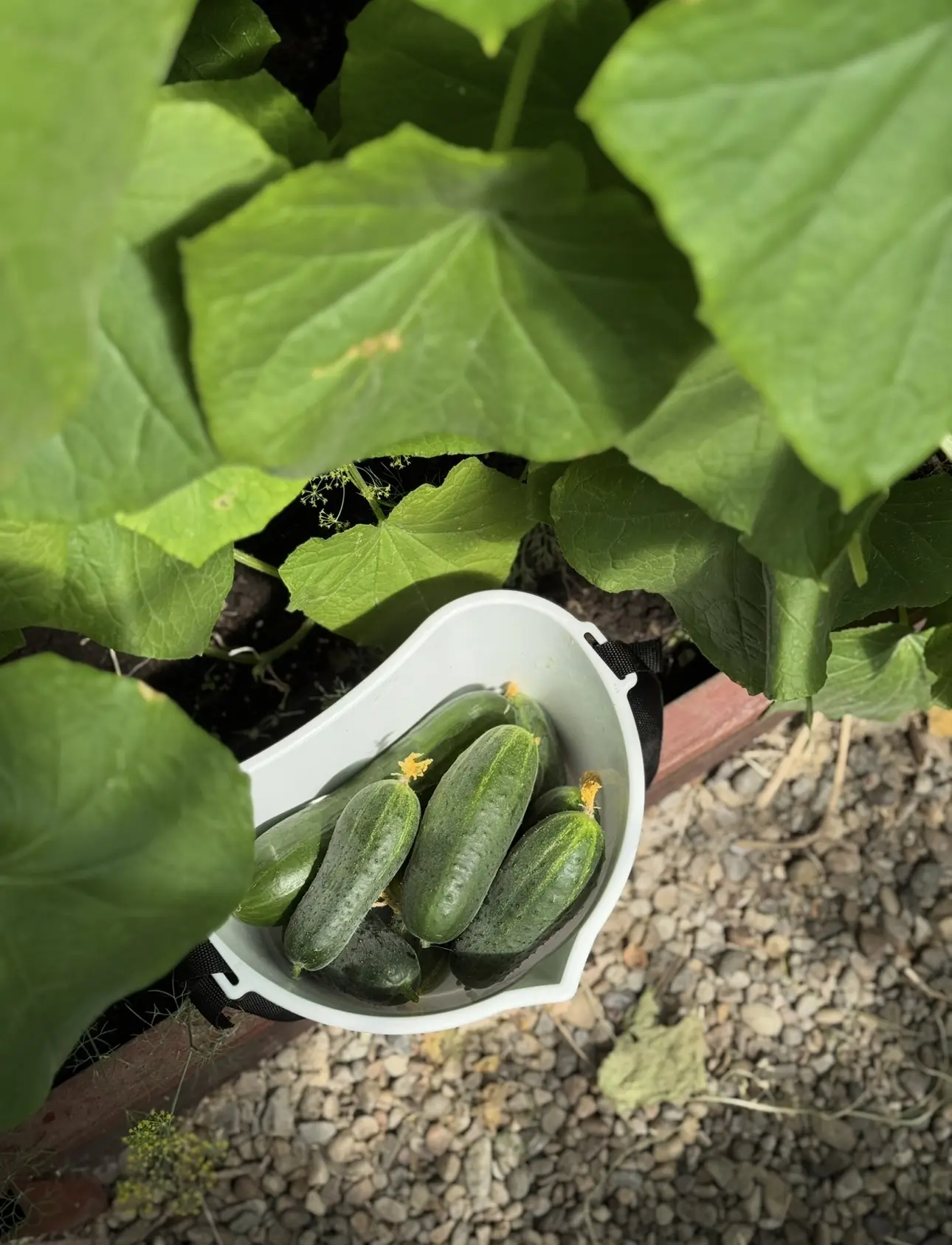 ПРАВИЛА ПОСАДКИ ОГУРЦОВ:


🥒 место для огурцов должно быть хорошо освещенным, ровным, без застоя вл