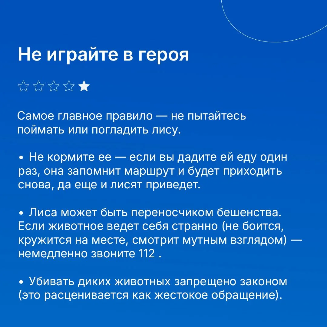 Лиса — зверь хитрый и красивый. Но соседство с ней в загородном доме может обернуться проблемами: ра
