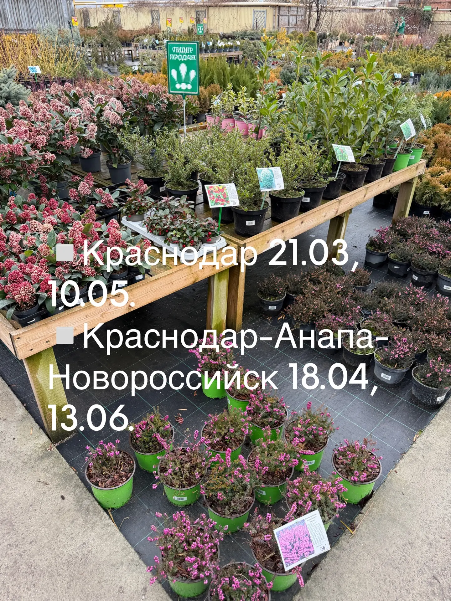 Весенние доставки от питомника «Летний сад»! 🌷Вы их очень ждали!   Вот он момент настал: заказывайте