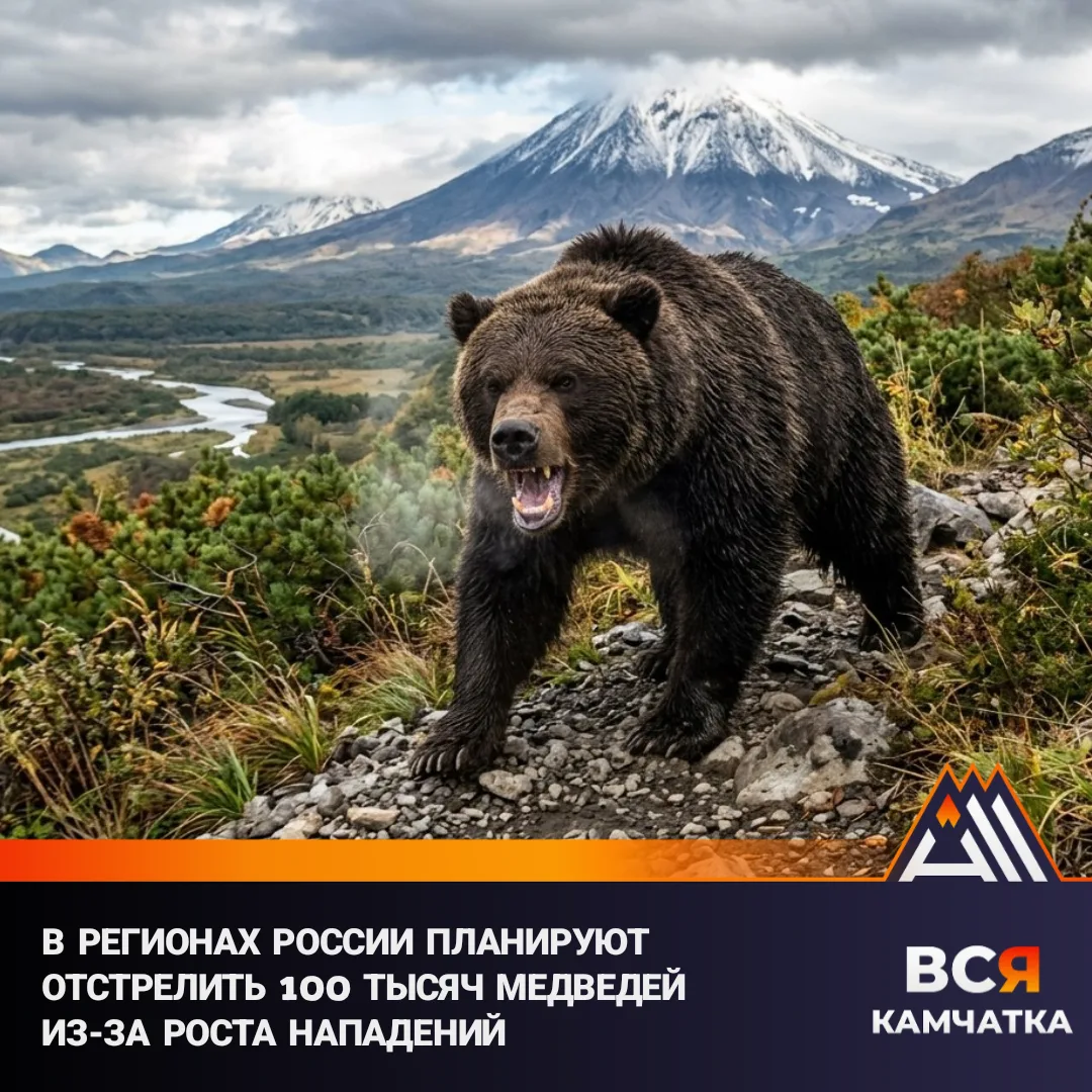 Власти хотят платить охотникам до 35 тысяч рублей за медведя