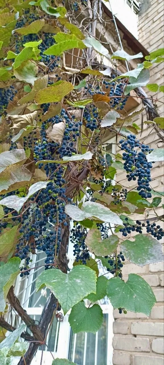 Городские зарисовки