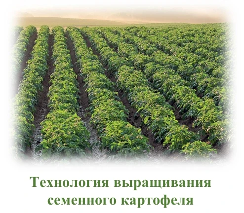 👍 Новый буклет «Технология выращивания семенного картофеля».