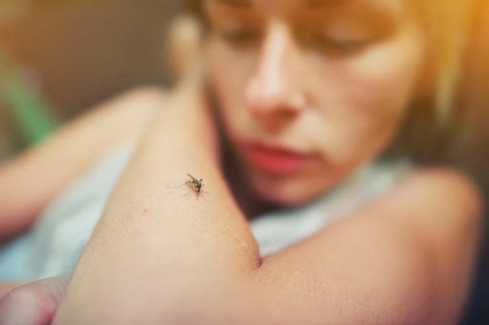 🐝 Укусили комар, мошка или пчела? Летняя инструкция для новосибирцев

Летом насекомые доставляют не