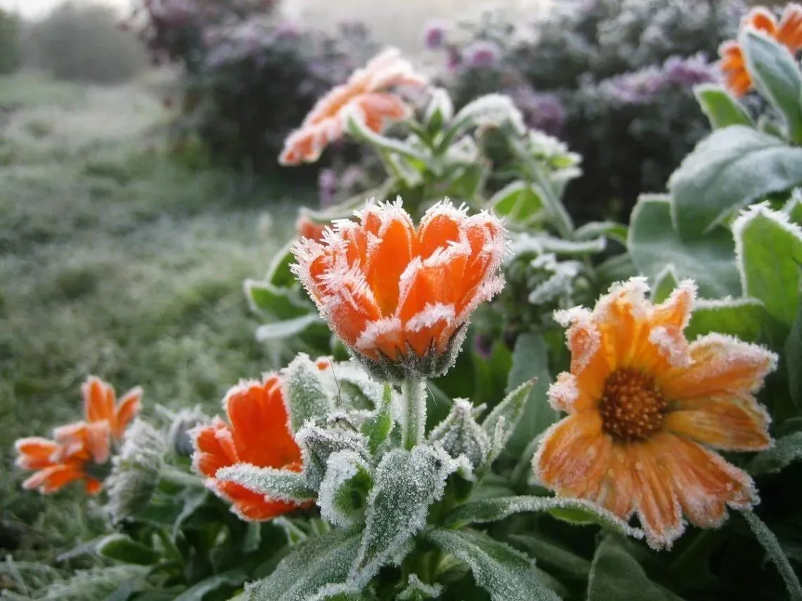 🥶 Лето ещё не закончилось, а заморозки уже на подходе!