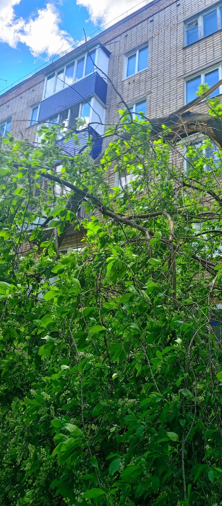 В Ишимбае по улице Мира вчера упала черёмуха из-за ветра. Будьте внимательней!  📱Написать комментари
