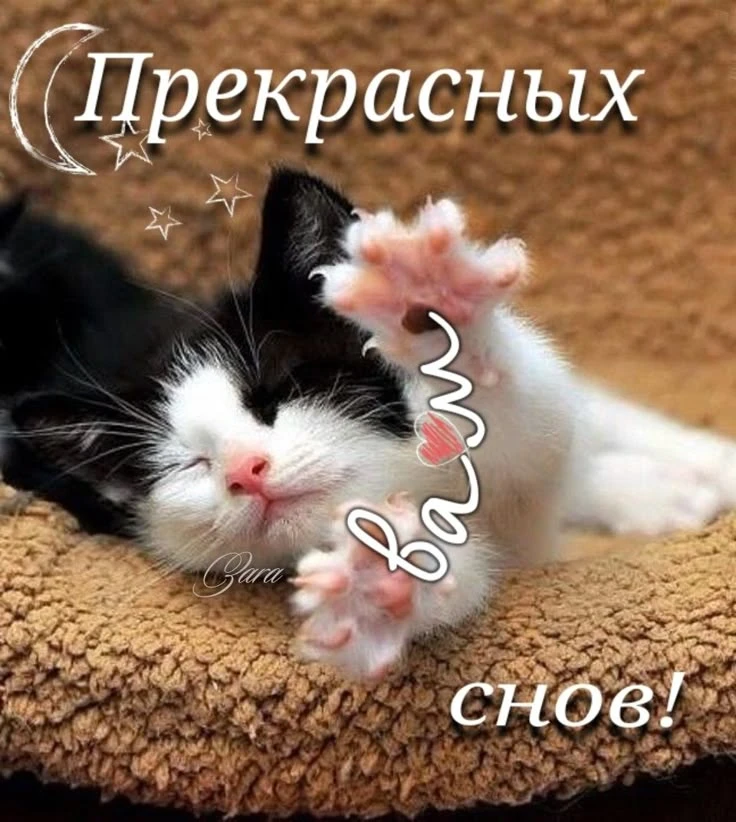 Добрых снов, товарищи котеки!❤